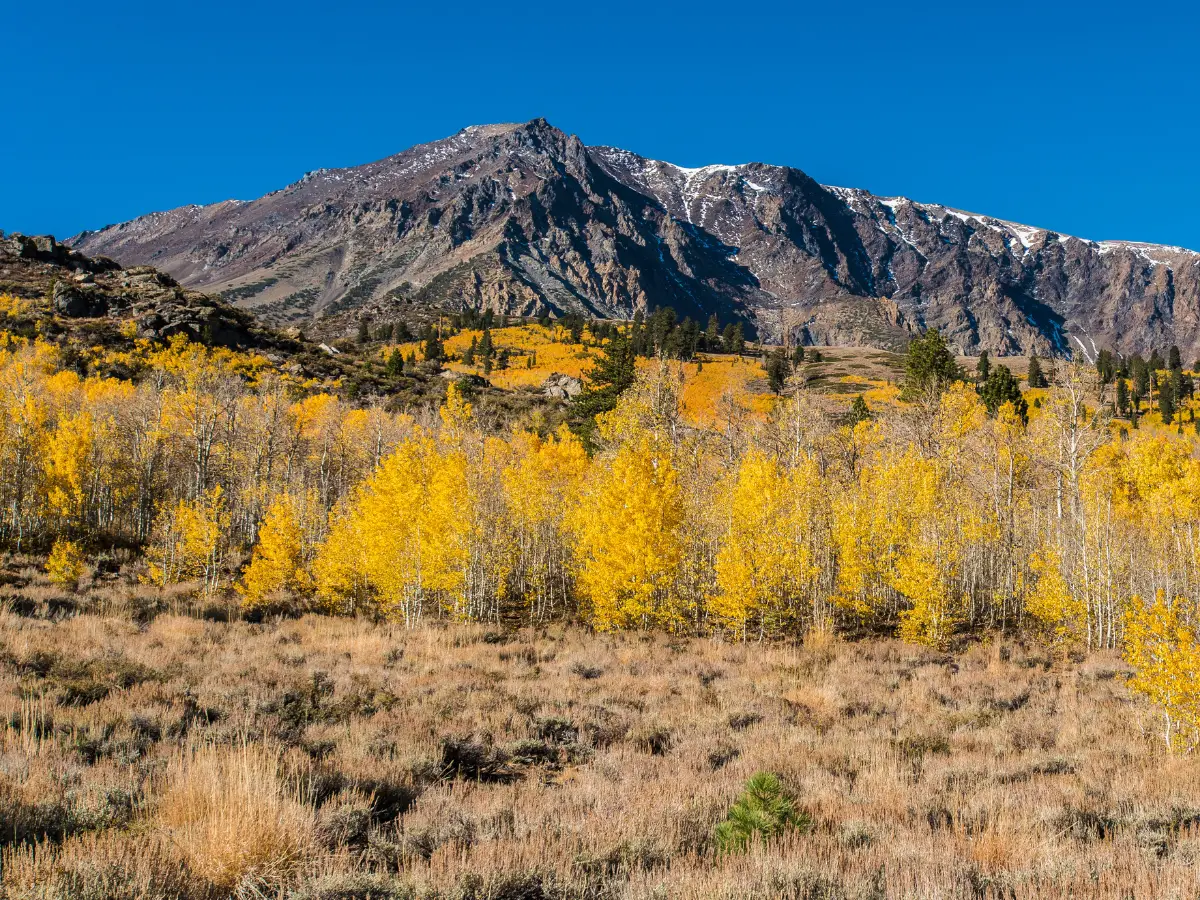 Quaking aspens in autumn colors on the East side of the Sierra Nevada Mountains. Populus tremuloides. Inyo National Forest East side of Sierra Nevada Mountains Mono County California - California Places, Travel, and News.