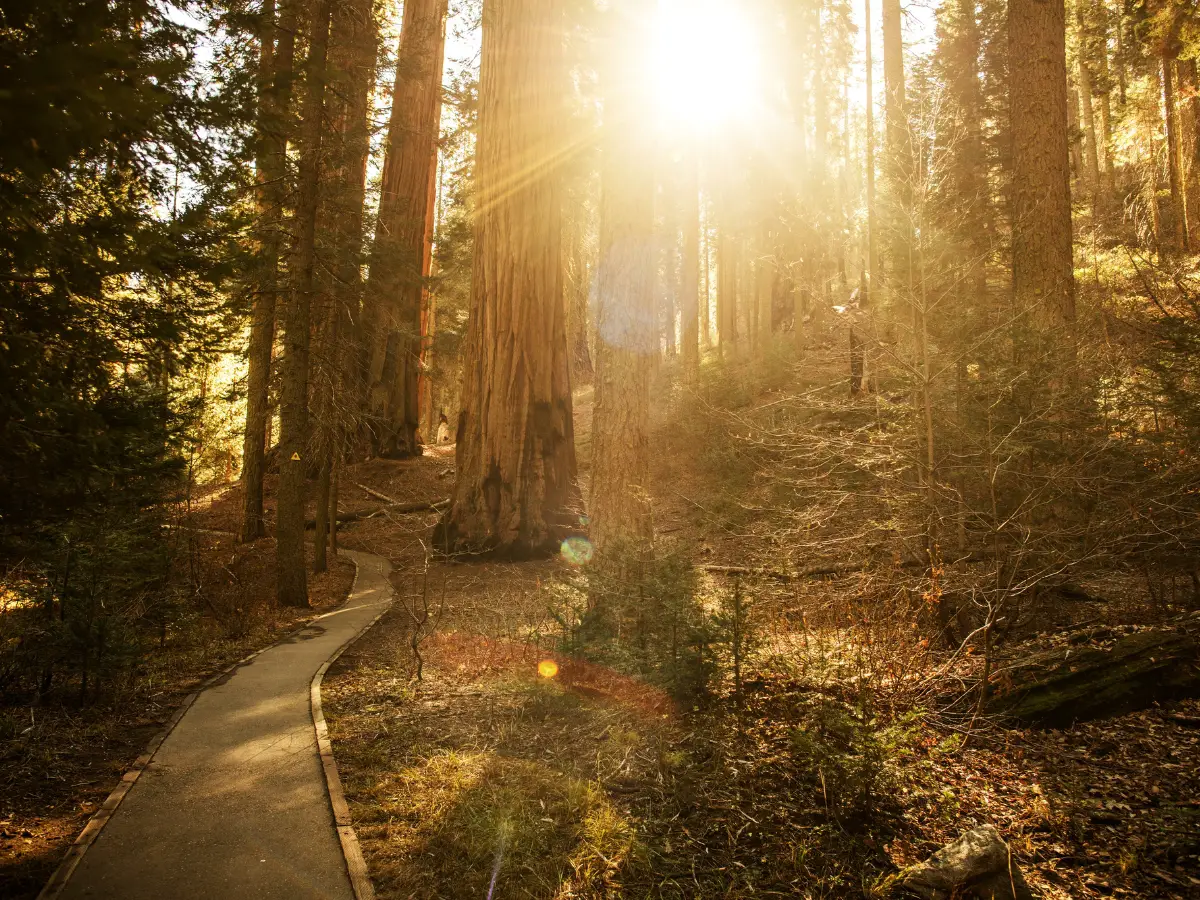 Sunny Forest Trail - California Places, Travel, and News.