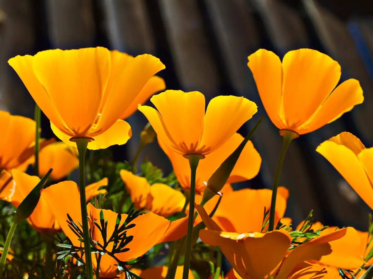 Underneath California Poppies - California Places, Travel, and News.