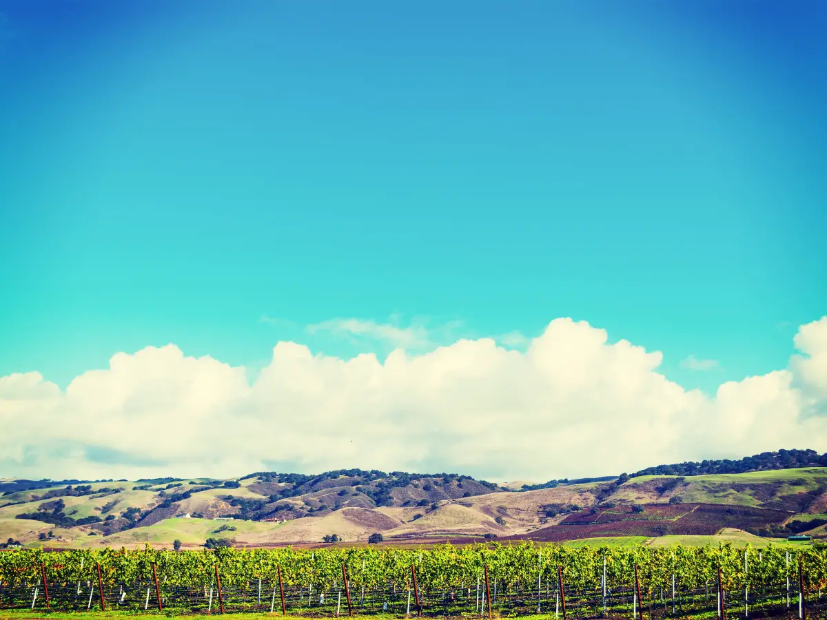 Vineyard in California - California Places, Travel, and News.