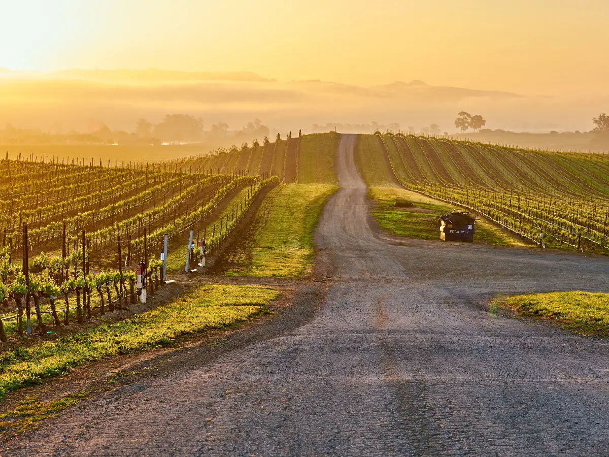 Vineyards at sunrise in California USA - California Places, Travel, and News.